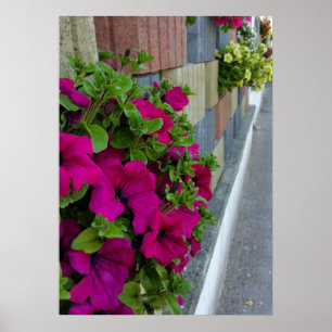 Blume auf dem Gehweg Poster