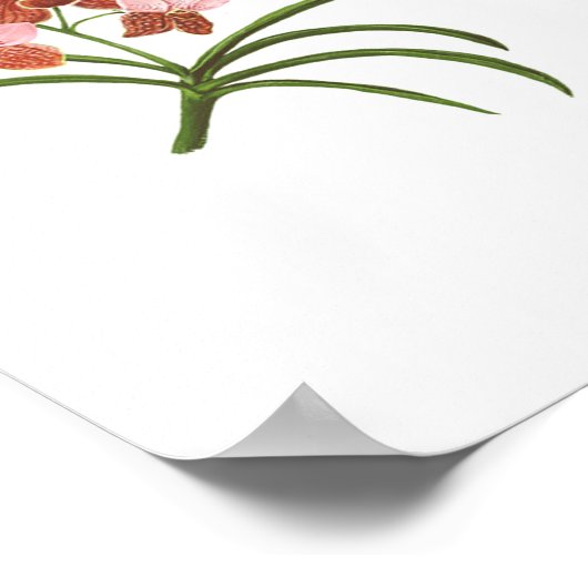 Blume auf den Philippinen Poster (Ecke)