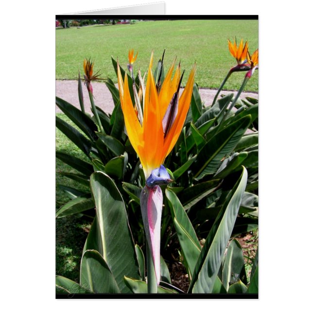 Blume auf der portugiesischen Karte (Vorne)