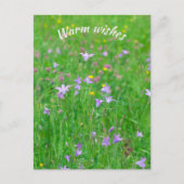 Blume auf einer grünen Wiese Postkarte (Vorderseite)