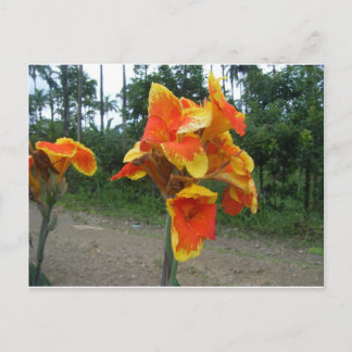 Blume auf Pflanze, Costa Rica. Postkarte