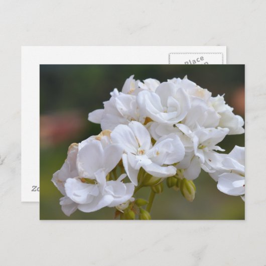 Blume auf Teneriffa Postkarte (Vorne/Hinten)