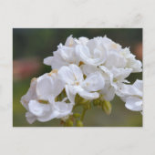 Blume auf Teneriffa Postkarte (Vorderseite)