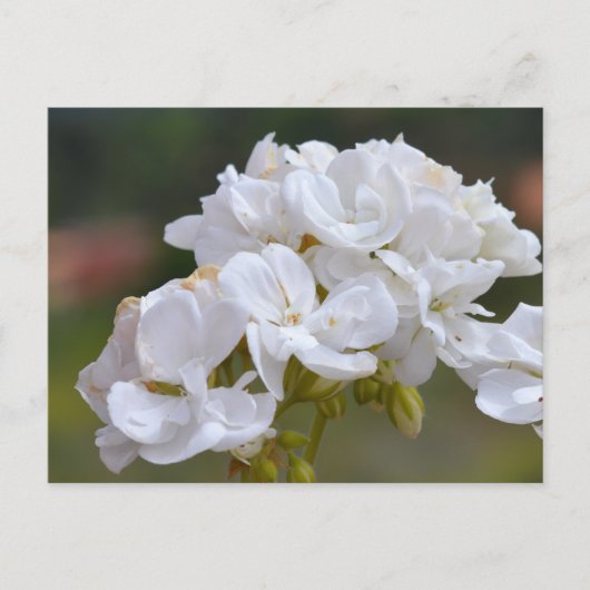 Blume auf Teneriffa Postkarte (Vorderseite)