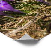 Blume auf Velika Planina, Sl Poster (Ecke)
