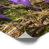 Blume auf Velika Planina, Sl Poster (Ecke)