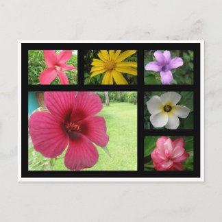 Blume aus Costa Rica Postkarte