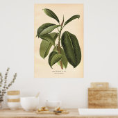 Blume aus dem 19. Jahrhundert Poster (Küche)