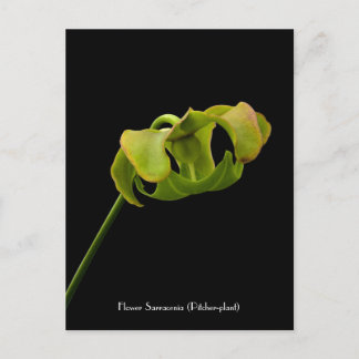 Blume aus der Pitcher-Pflanze (Carnivore) Postkart Postkarte