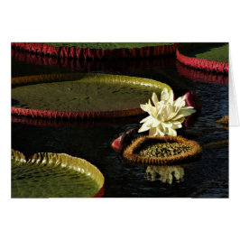 Blume aus der Weißwasserlilie und Riesenlilie Pads