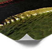 Blume aus der Weißwasserlilie und Riesenlilie Pads Poster (Ecke)