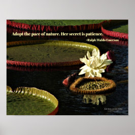 Blume aus der Weißwasserlilie und Riesenlilie Pads Poster