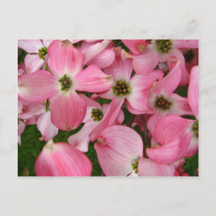 Blume aus Dogwood Postkarte