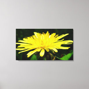 Blume aus gelbem Löwenzahn Leinwanddruck
