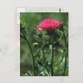 Blume aus geplumtem Thistle (Cirsium Japonicom) Postkarte (Vorne/Hinten)