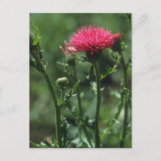 Blume aus geplumtem Thistle (Cirsium Japonicom) Postkarte (Vorderseite)