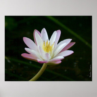Blume aus rosa Lilie, bis zu 24" x 18" Foto Poster