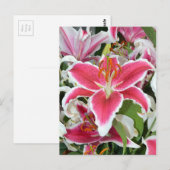 Blume aus rosa Sterngazer Postkarte (Vorne/Hinten)