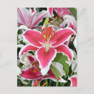 Blume aus rosa Sterngazer Postkarte