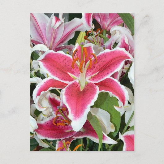 Blume aus rosa Sterngazer Postkarte (Vorderseite)