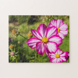 Blume aus rosa und weißem Kosmos Jigsaw Puzzle