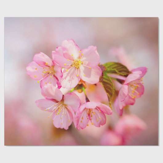 Blume aus rosafarbenem Sakura auf Rosa Geschenkpapier (Flach)