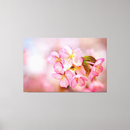 Blume aus rosafarbenem Sakura auf Rosa Leinwanddruck (Vorderseite)