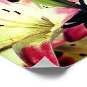 Blume aus Roter und Weiße Lilie Poster (Ecke)