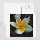 Blume aus Thailand Postkarte (Vorne/Hinten)