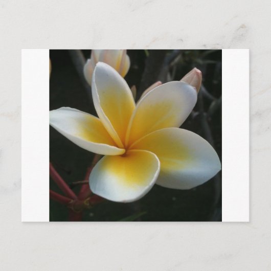 Blume aus Thailand Postkarte (Vorderseite)