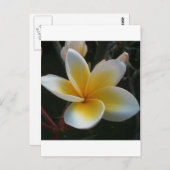 Blume aus Thailand Postkarte (Vorne/Hinten)