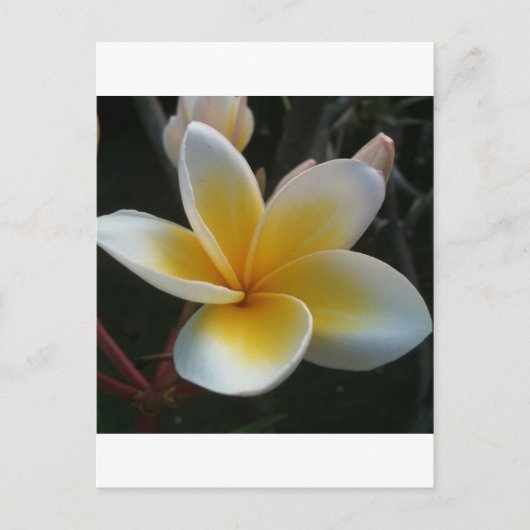 Blume aus Thailand Postkarte (Vorderseite)