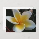 Blume aus Thailand Postkarte (Vorne/Hinten)