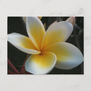 Blume aus Thailand Postkarte