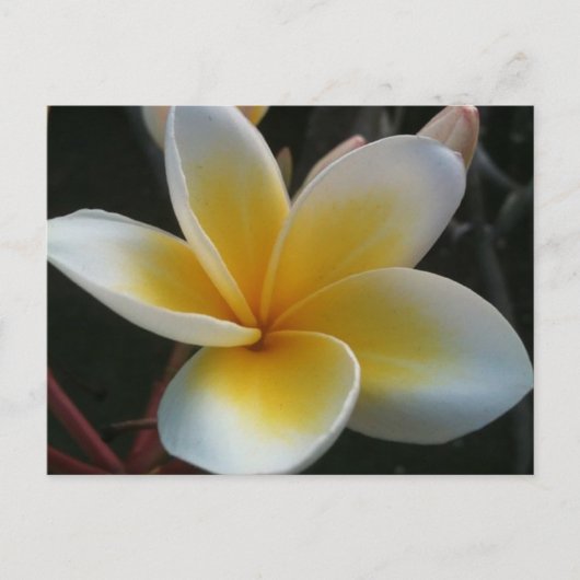 Blume aus Thailand Postkarte (Vorderseite)