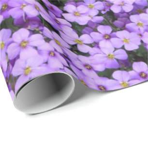 Blume aus Violett, die Papiervioletten umhüllen Geschenkpapier