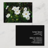 Blume aus weißem Kosmos, Mini-Foto Visitenkarte (Vorne/Hinten)