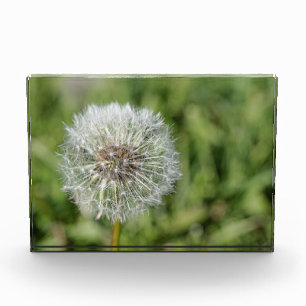 Blume aus weißem Löwenzahn auf grünem Gras Fotoblock