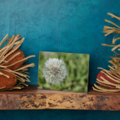 Blume aus weißem Löwenzahn auf grünem Gras Fotoplatte (Seite)