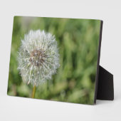 Blume aus weißem Löwenzahn auf grünem Gras Fotoplatte (Seite)