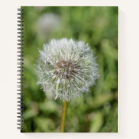 Blume aus weißem Löwenzahn auf grünem Gras