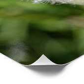 Blume aus weißem Löwenzahn auf grünem Gras Poster (Ecke)