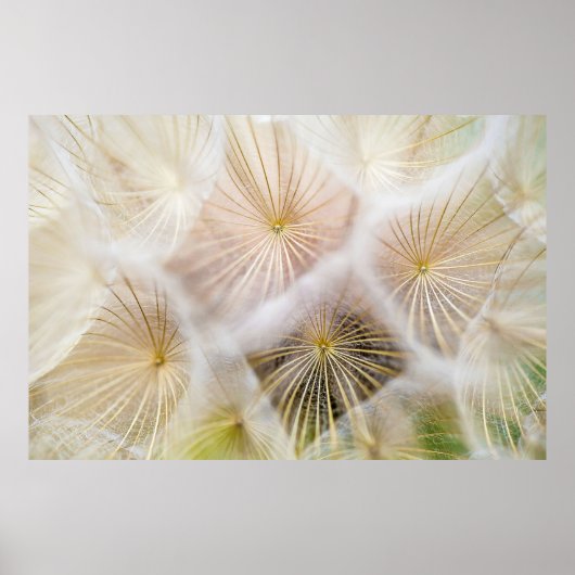 Blume aus weißem Löwenzahn Poster (Vorne)