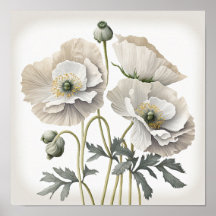 Blume aus weißem Mohn Art Poster drucken