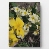 Blume aus weißem und gelbem Garten Fotoplatte (Vorderseite)