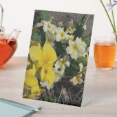 Blume aus weißem und gelbem Garten Sockelschild (In Situ)