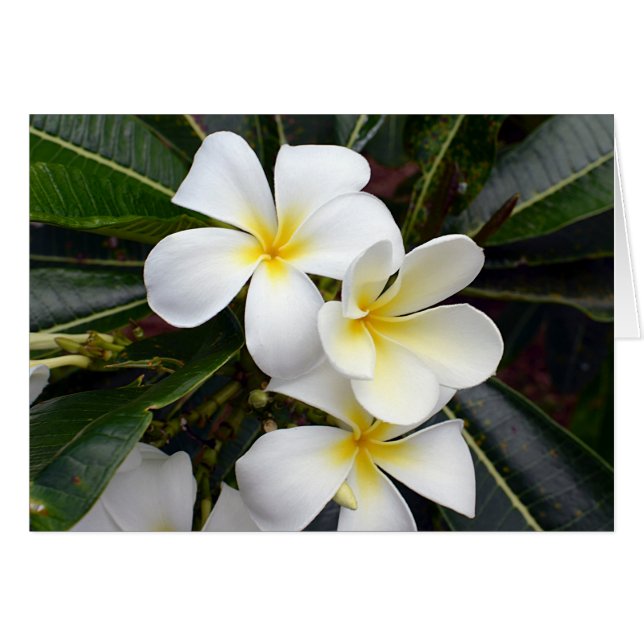 Blume aus weißem und gelbem Plumeria (Vorderseite (Horizontal))