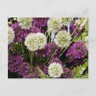 Blume aus weißer und lila Allianz Postkarte