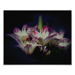 Blume aus weißer und roter Lilie 8x10 Fotodruck