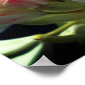 Blume Azalea Poster (Ecke)